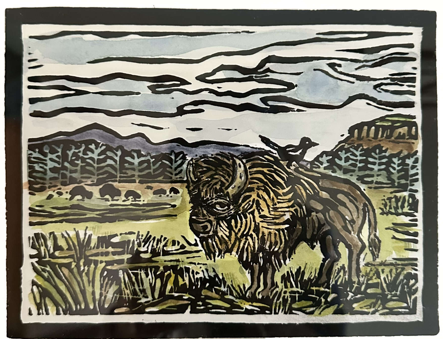 Bison bison (2026)