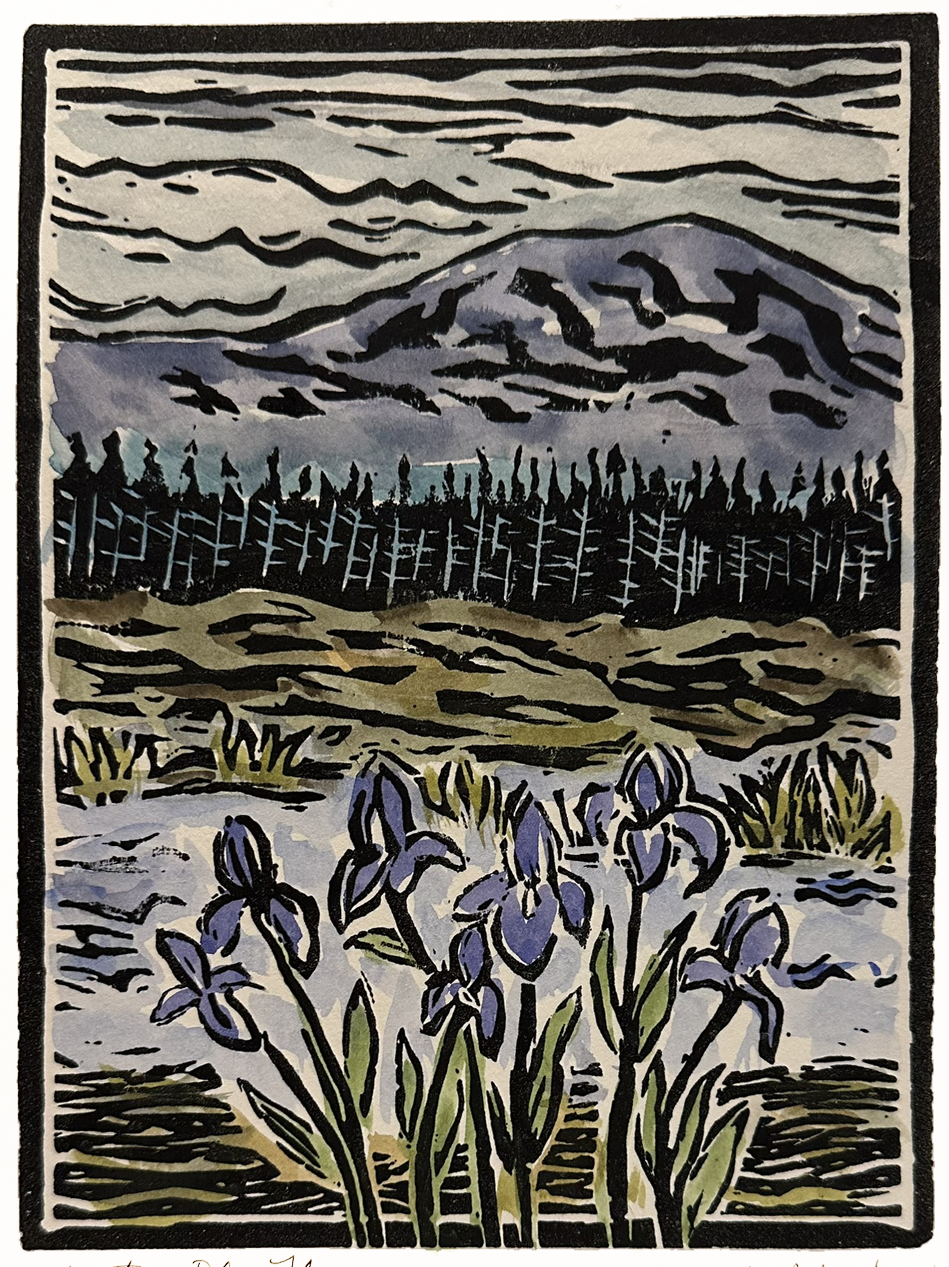 Blue Flag Iris (2026)
