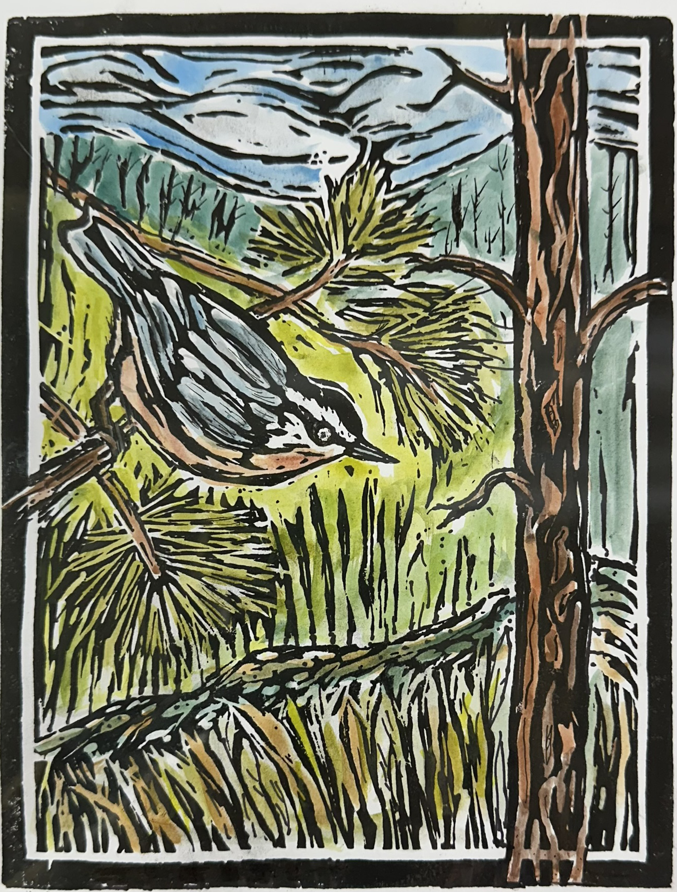 Red Breasted Nuthatch (2026)