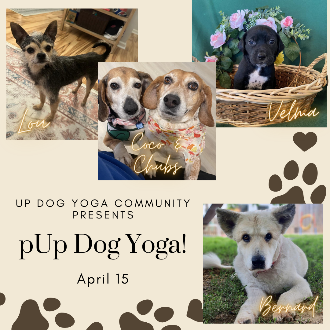 events-workshops-up-dog-yoga-community