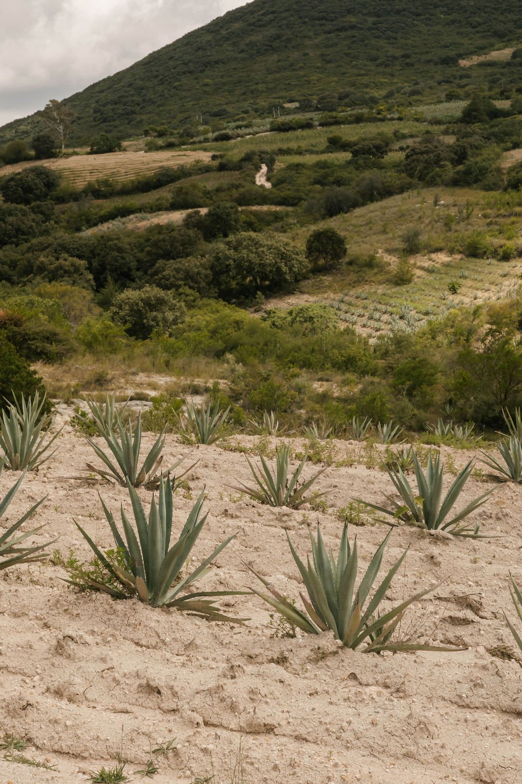 OaxacaSneakPeeks-26.jpg