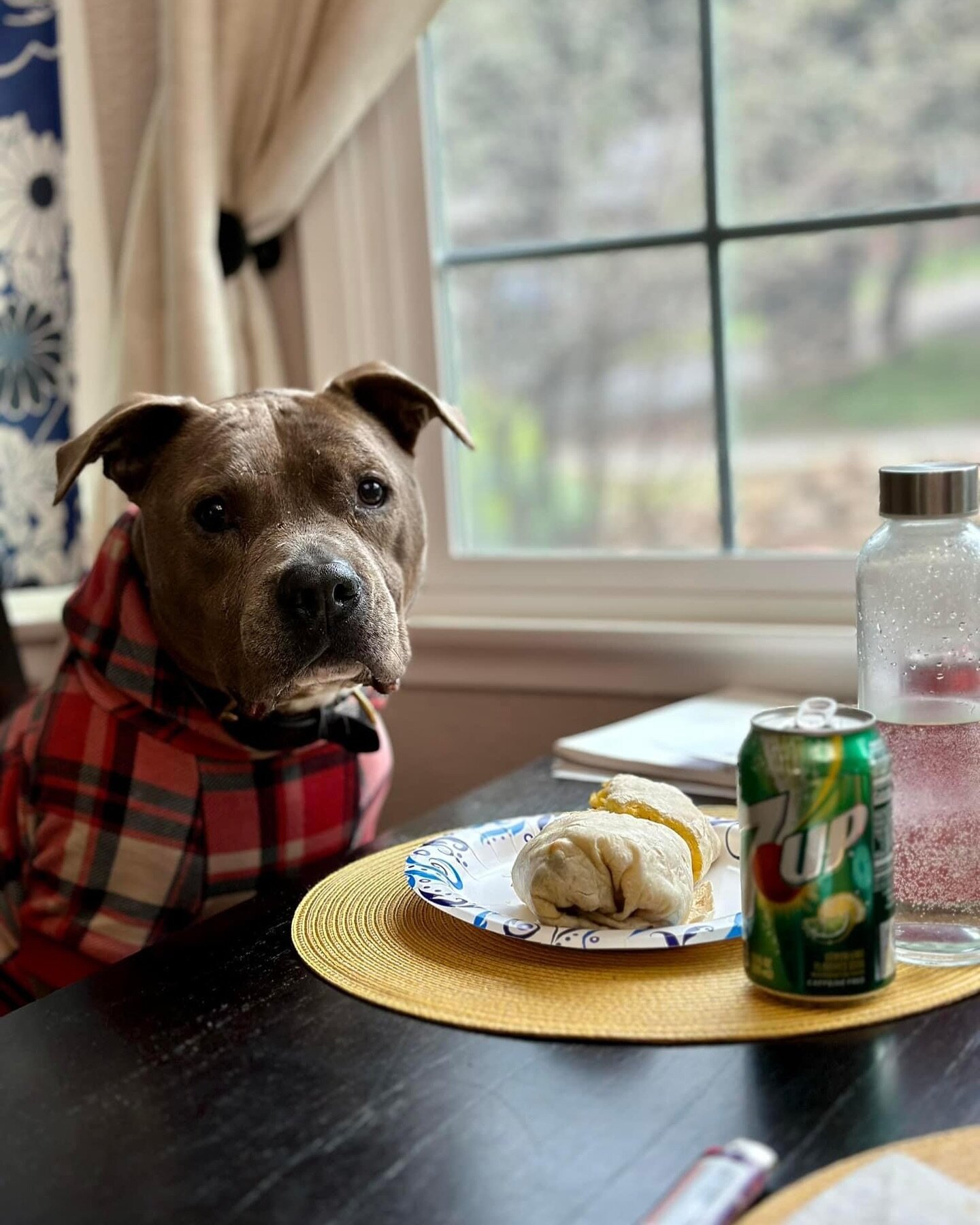 STABLE Dog Training Santa Clarita stable-dog-training-santa-clarita