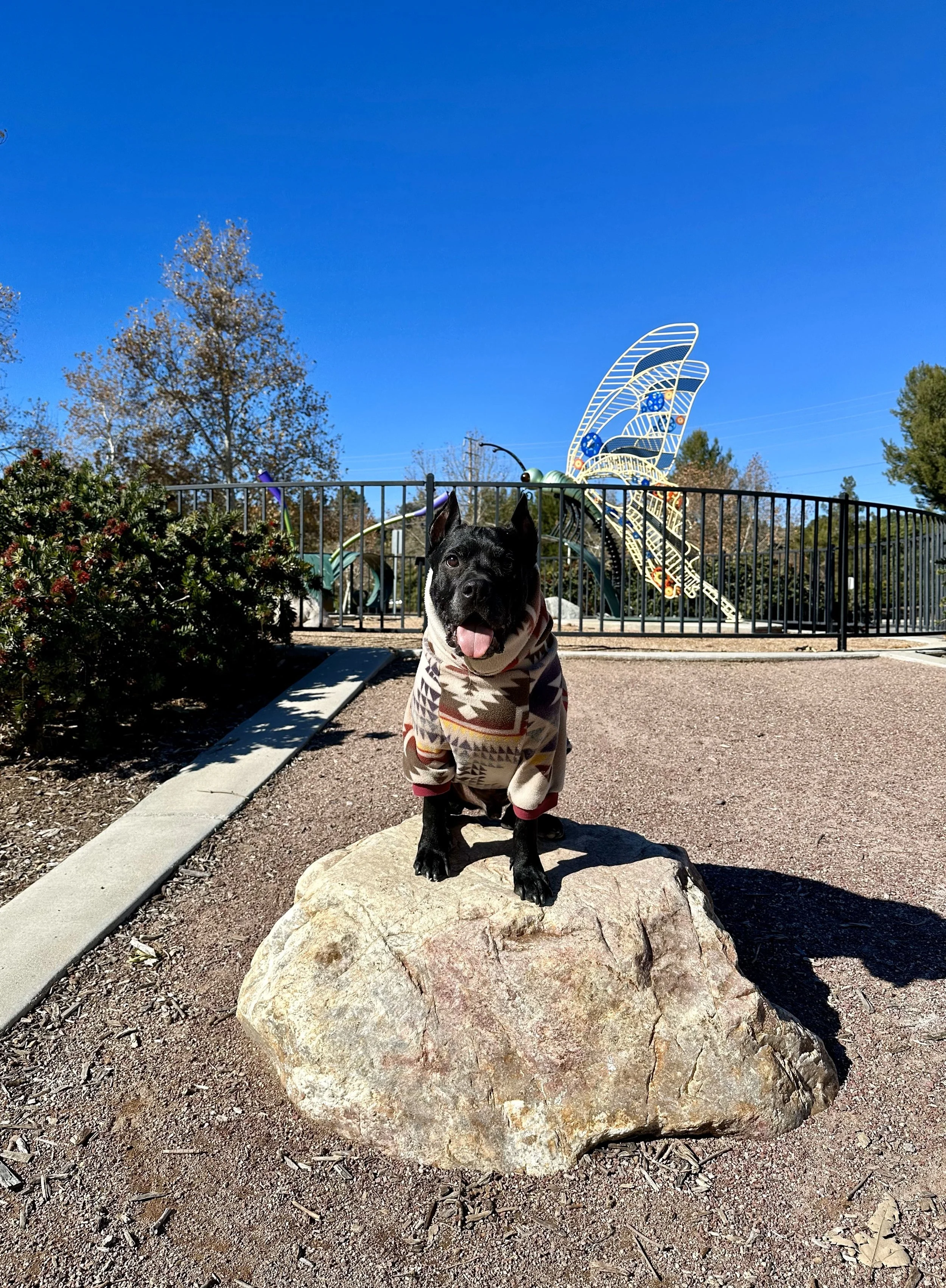Central Park Pack Walk