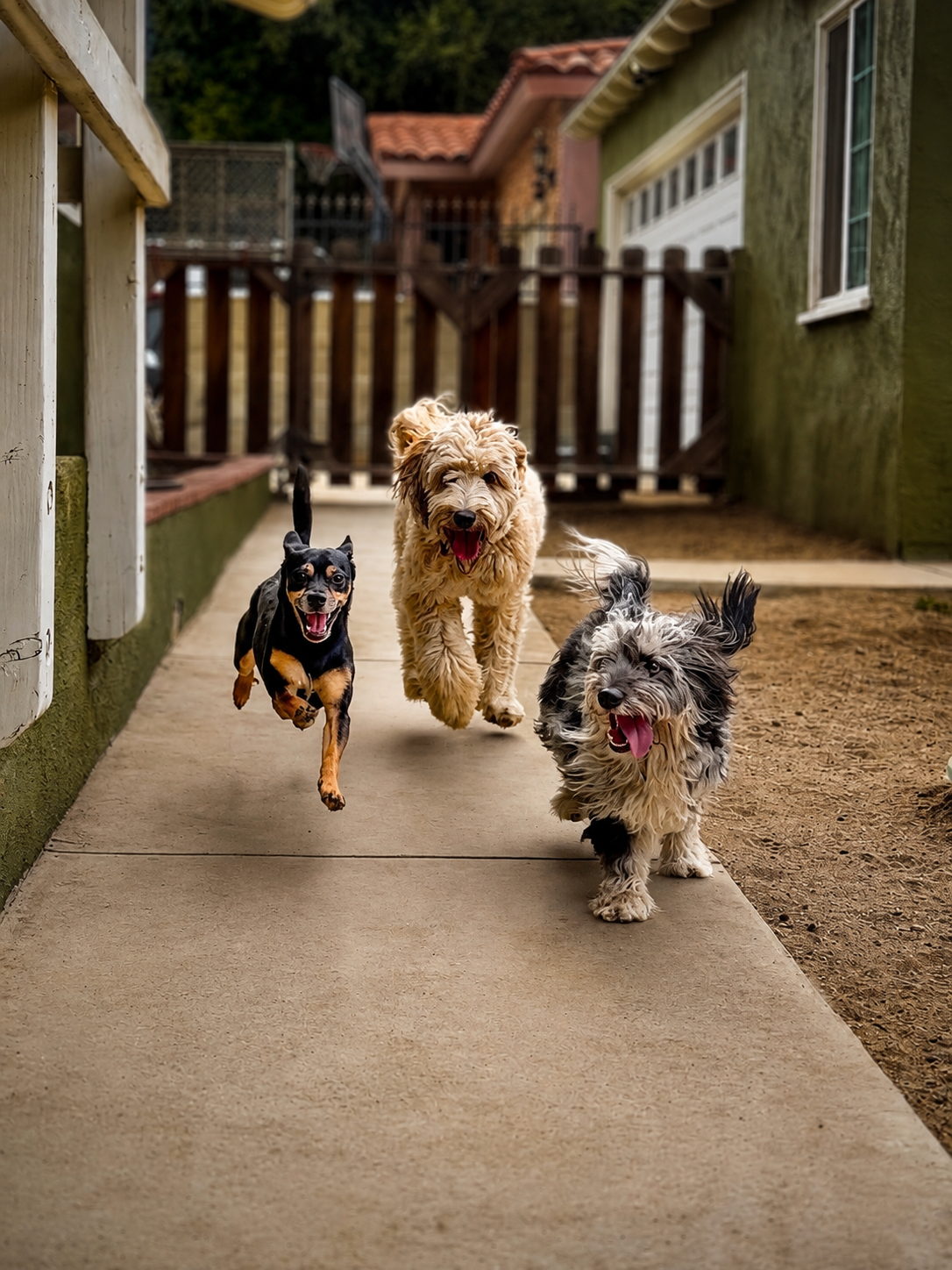 3 dogs running down concrete jumping