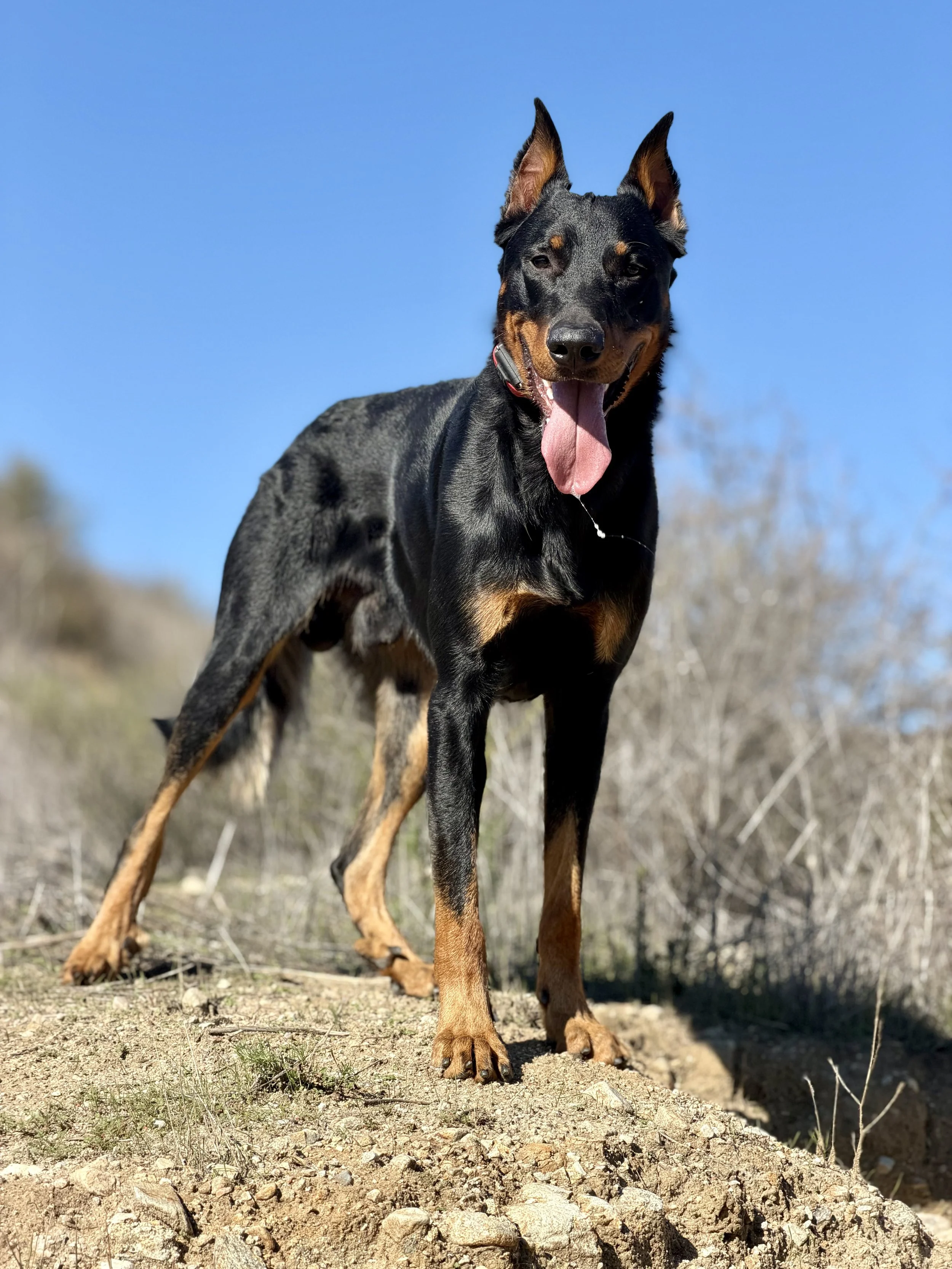 A black and tan Doberman dog standing outdoors on a dirt path with a blue sky in the background, panting with its tongue out.