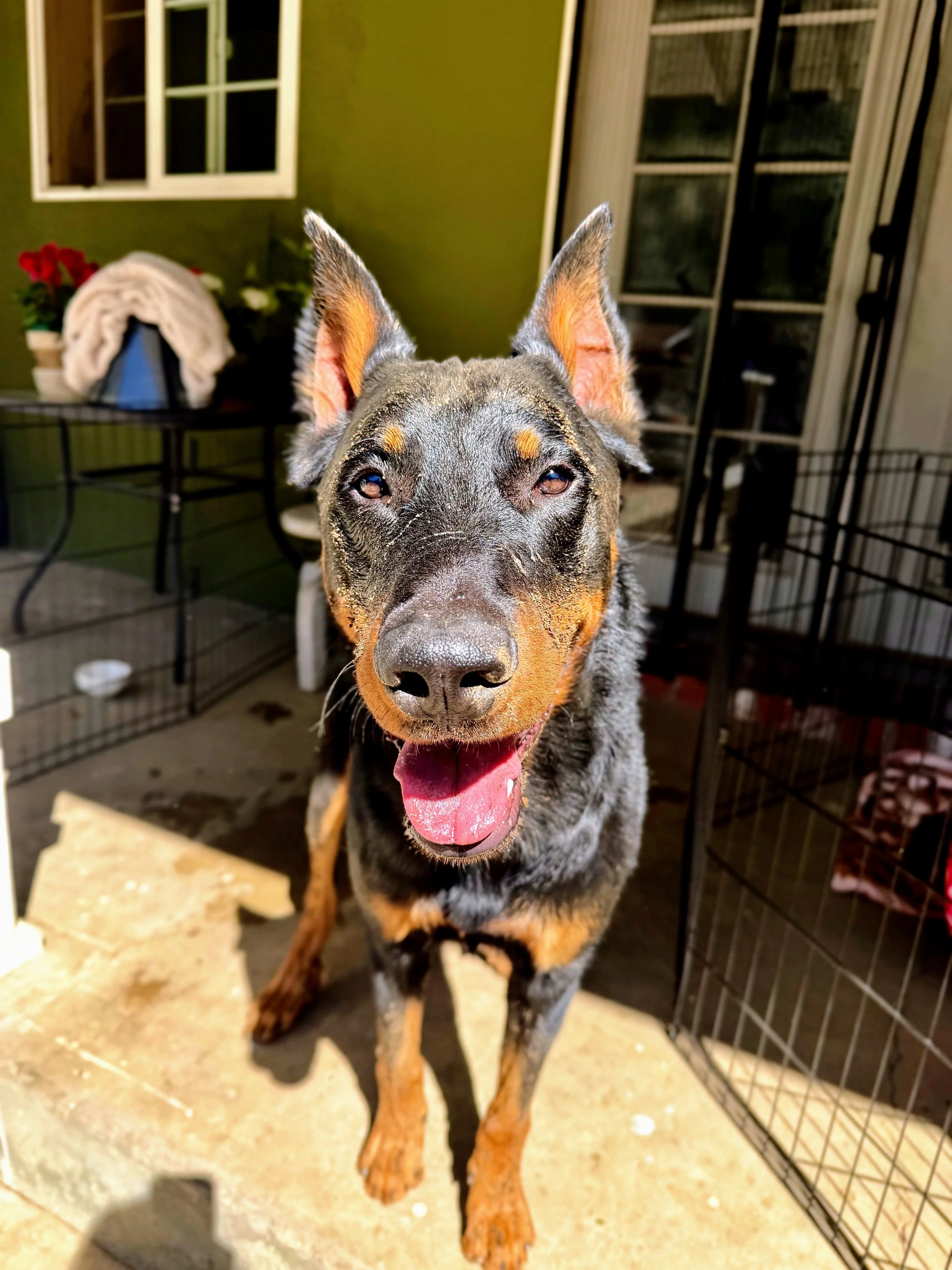 Close-up of a happy Australian Shepherd dog with blue eyes, standing on a porch with a green wall in the background, next to a black metal dog crate.