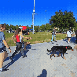 People walking with dogs in a park on a sunny day.