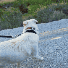 Dog standing on rocky terrain, looking into the distance with a collar and leash.
