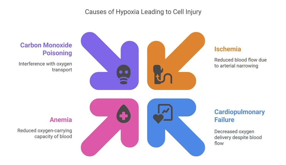Cell Injury and Cell Death — Mybigstep USMLE Exam Preparation