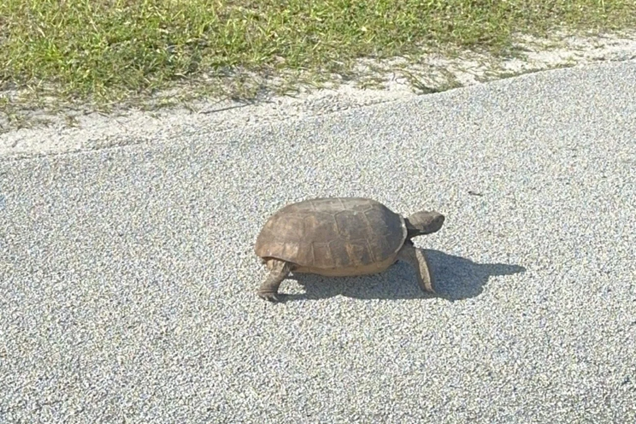 Florida’s Gopher Tortoise Is Now Critically Endangered, and This One Made It Personal