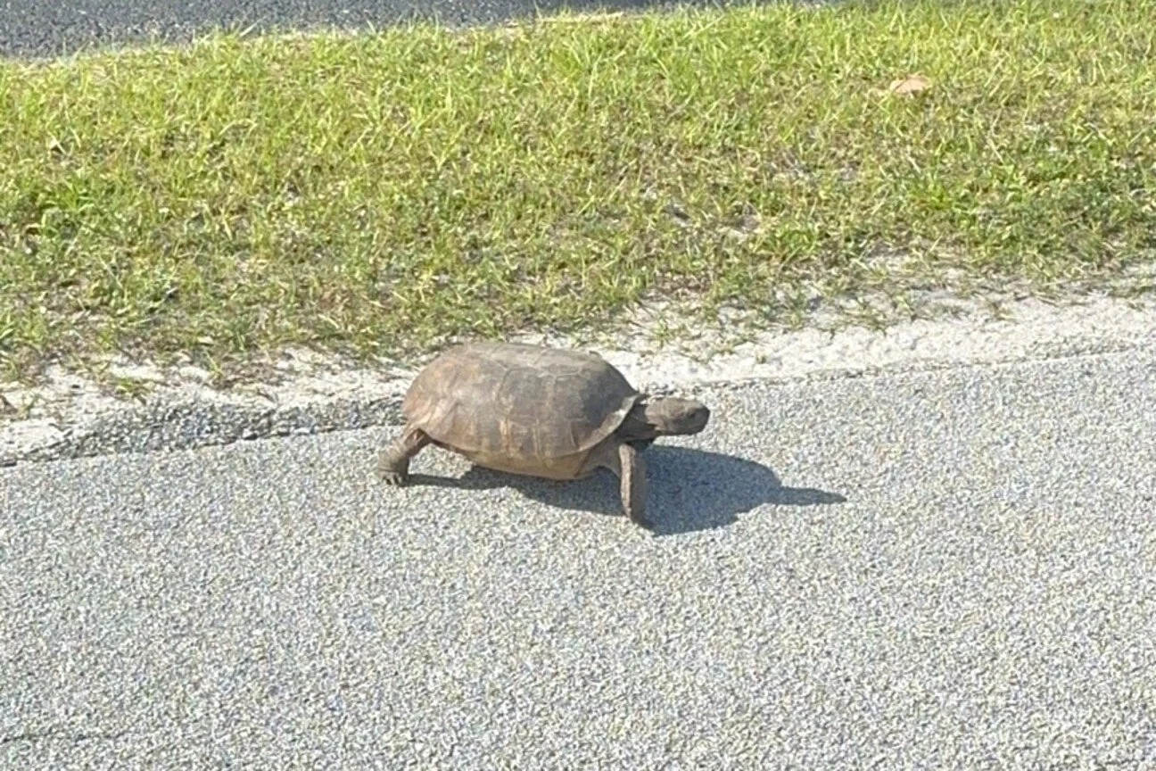 Gopher tortoise walking across a sunny road toward roadside grass near Vero Beach, Florida.
