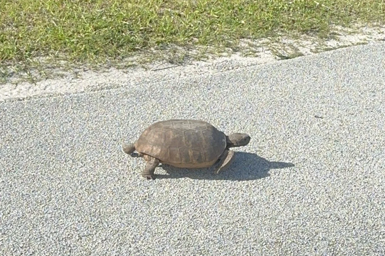 Gopher tortoise crossing a paved road near the Environmental Learning Center on Wabasso Island.