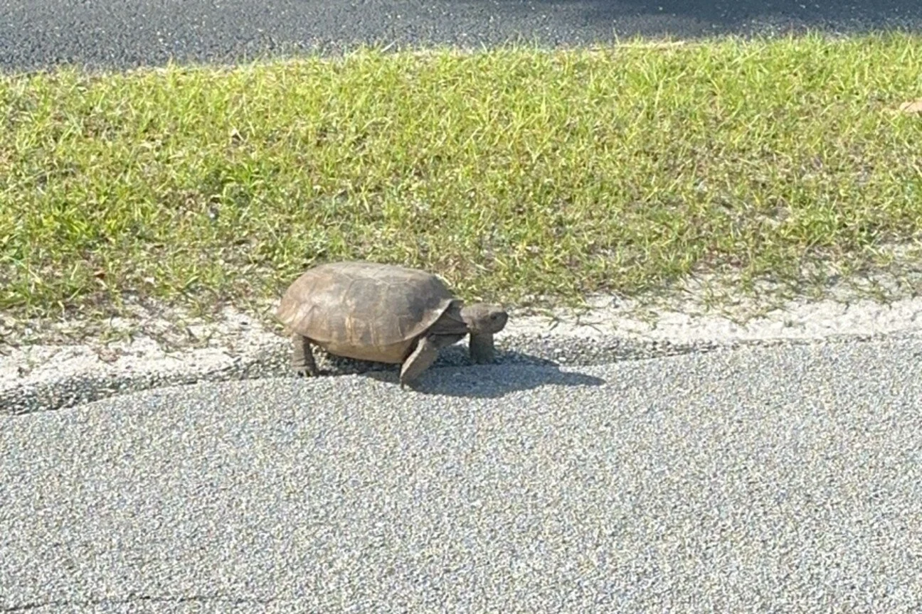 Gopher tortoise safely reaching the grassy roadside near the Environmental Learning Center.