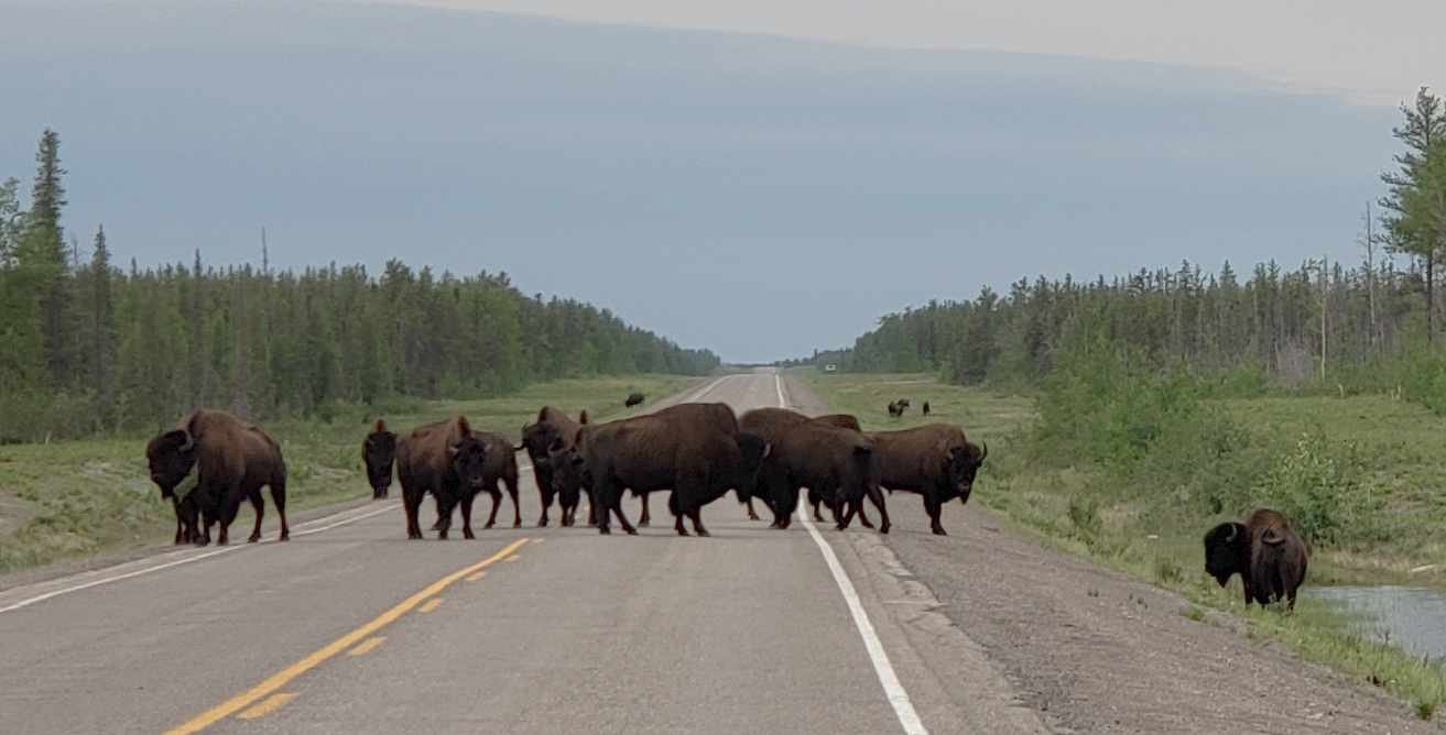 Bison herd 1.July.jpg