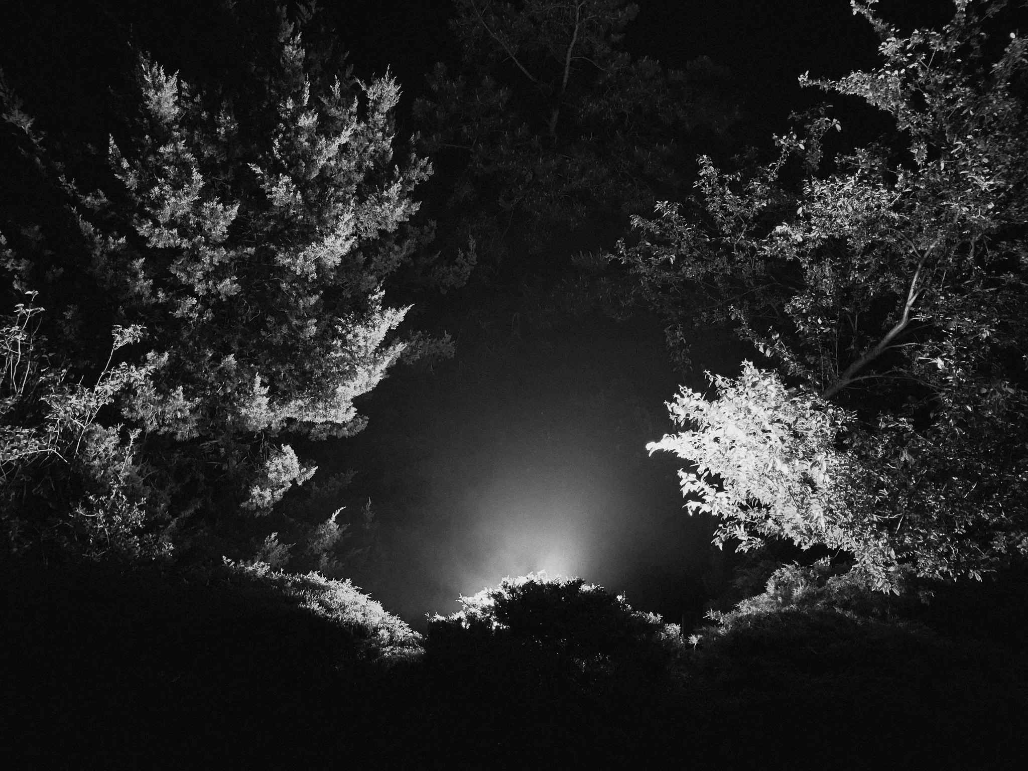 A glowing light amidst thick woods in the dark of night