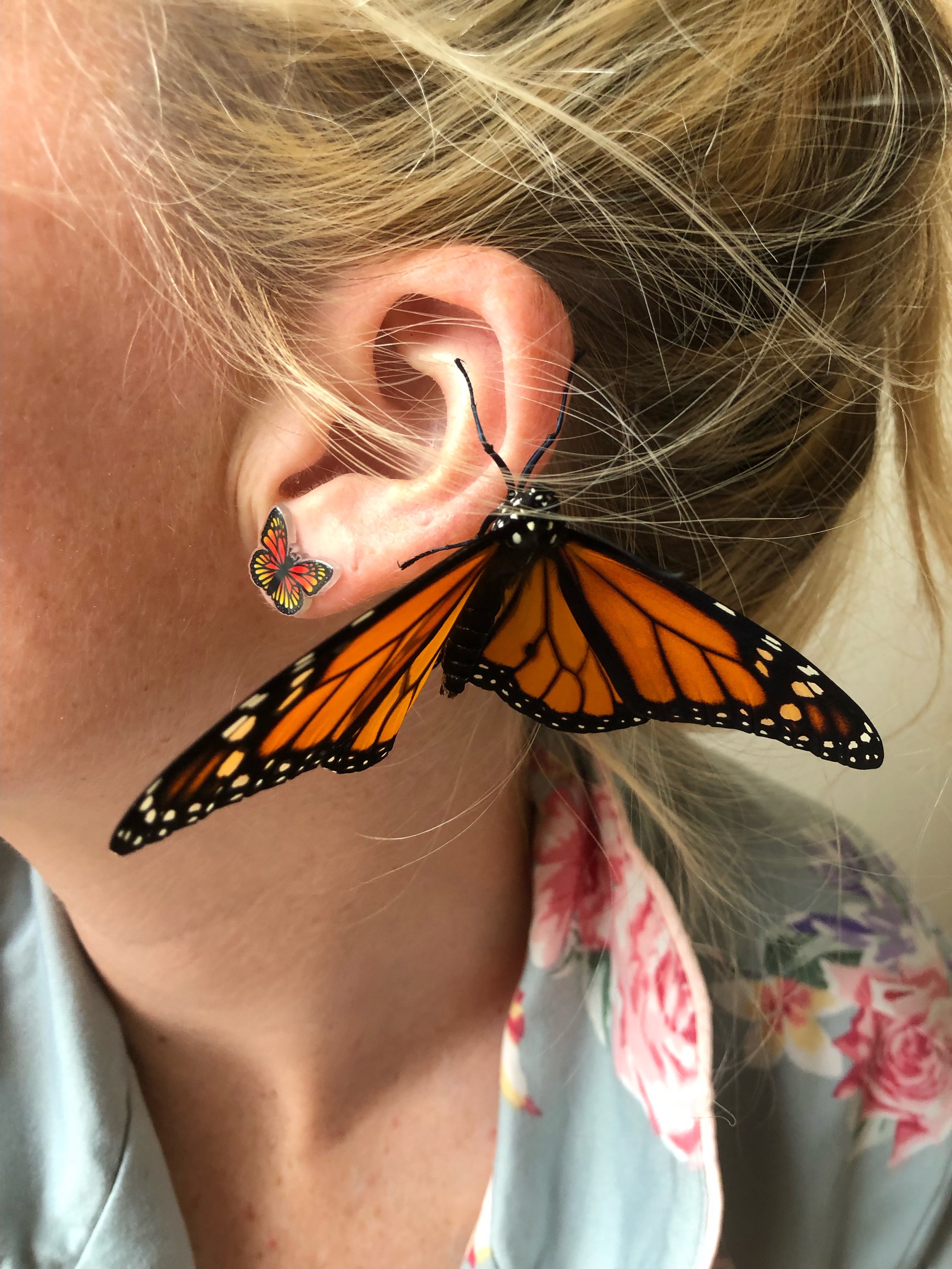 Orange Sulphur Butterfly Earrings | Products | Lucy Golden Jewelry