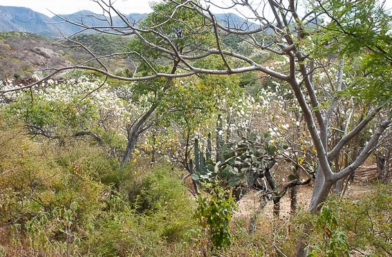 ARS sel baja 037.jpg