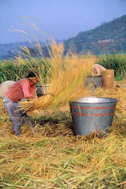 3RA011ARROZMOR.jpg