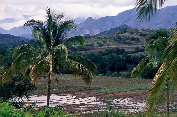 3RA003ARROZMOR.jpg