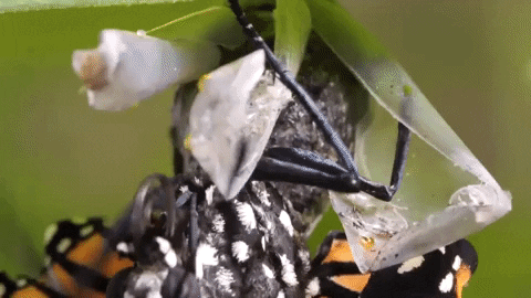 Monarch Butterflies Fly GIF by PBS Digital Studios.gif