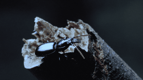 Beetle Deep Look GIF by PBS Digital Studios.gif