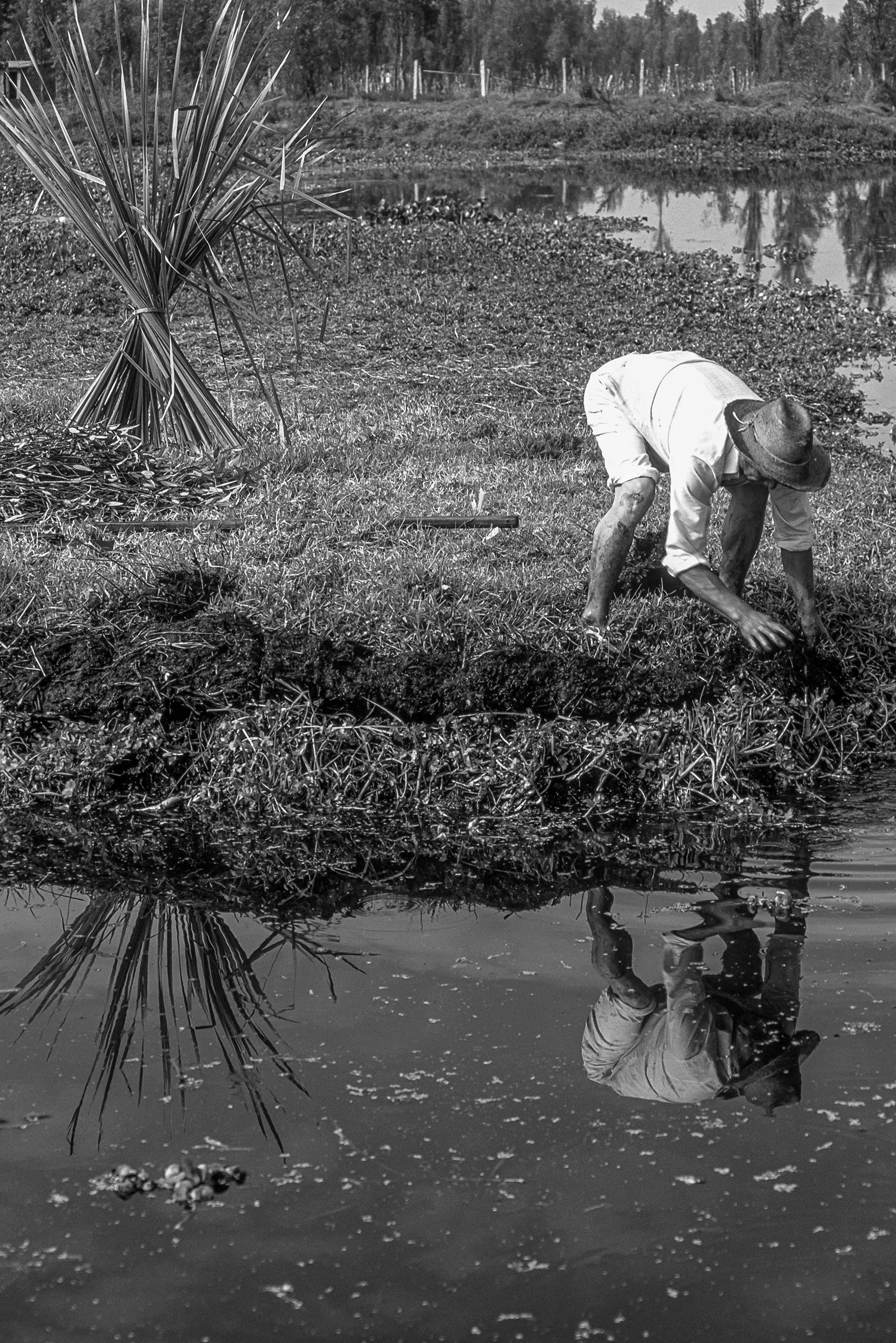 Agricultura Ca Chinampa Xochimilco 522-2.jpg