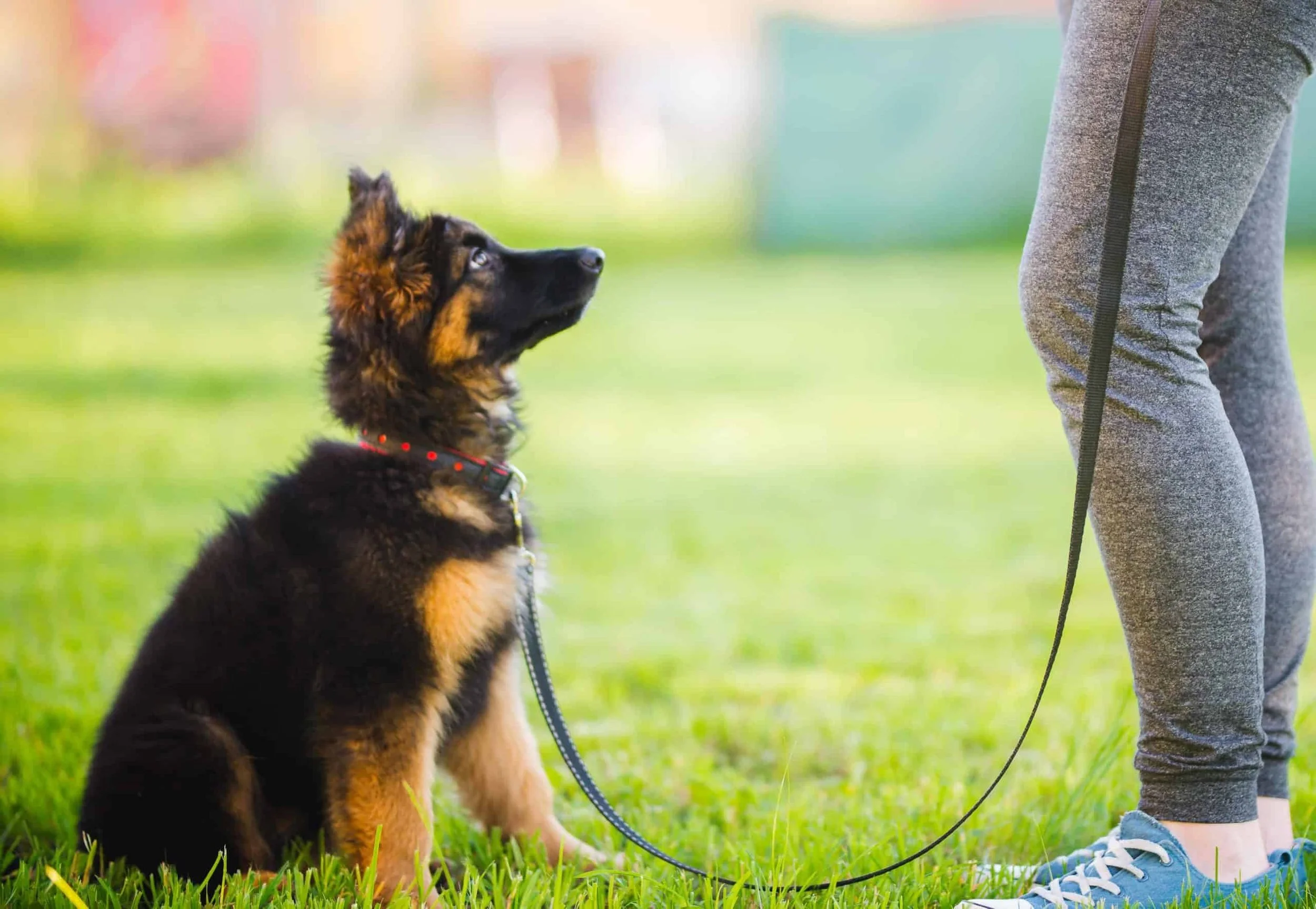 Games to Build Focus with Your Dog