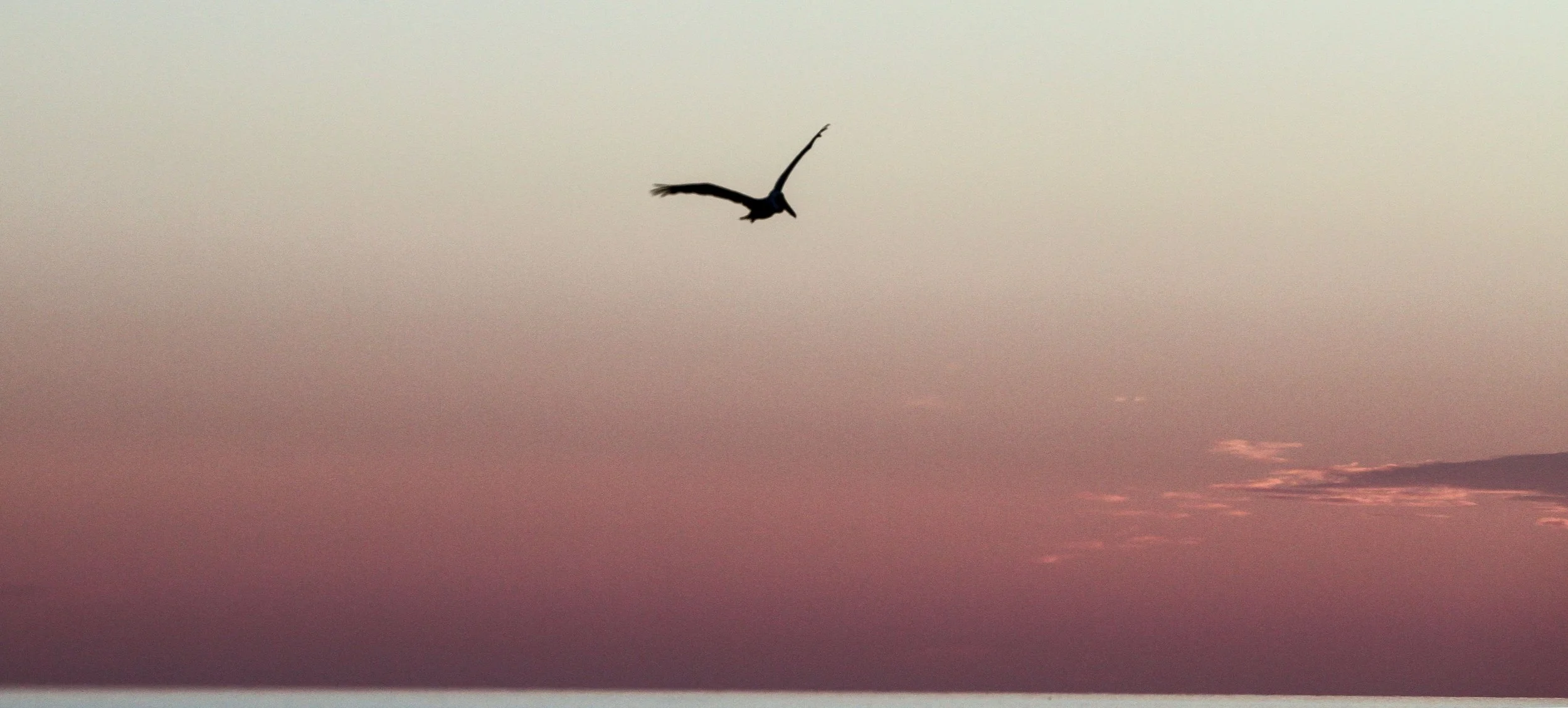 pelican (1 of 1)-2.jpg