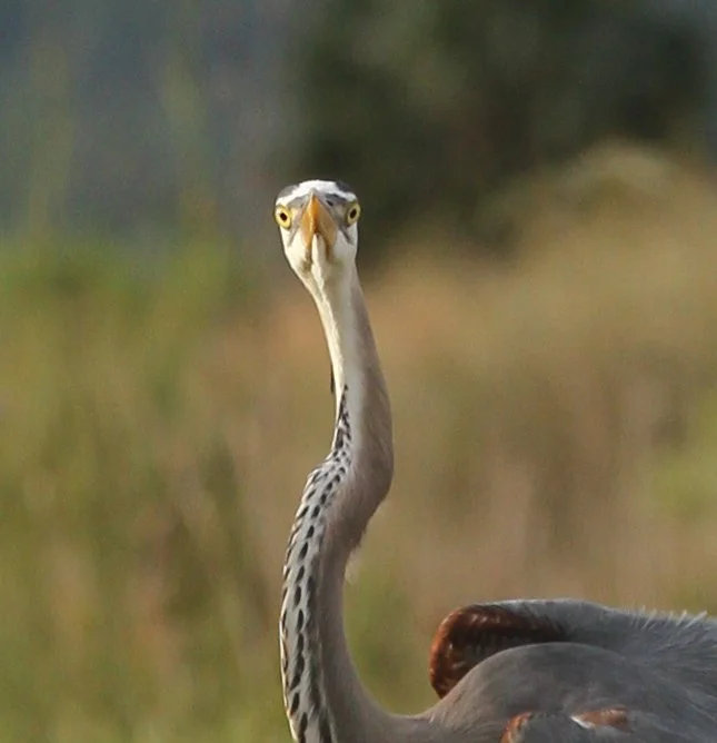 shockbird (2 of 3).JPG