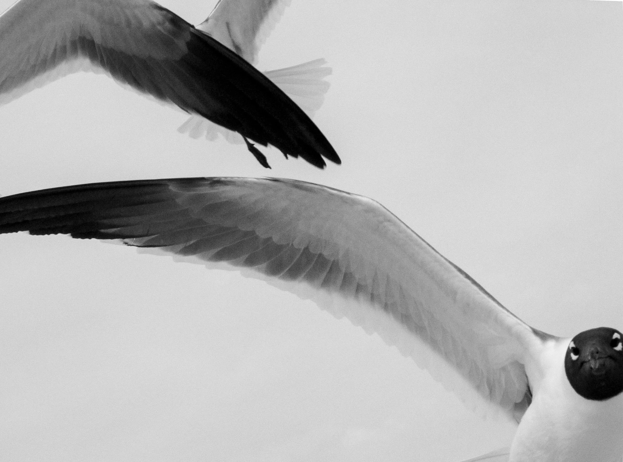 seagull (1 of 1).jpg