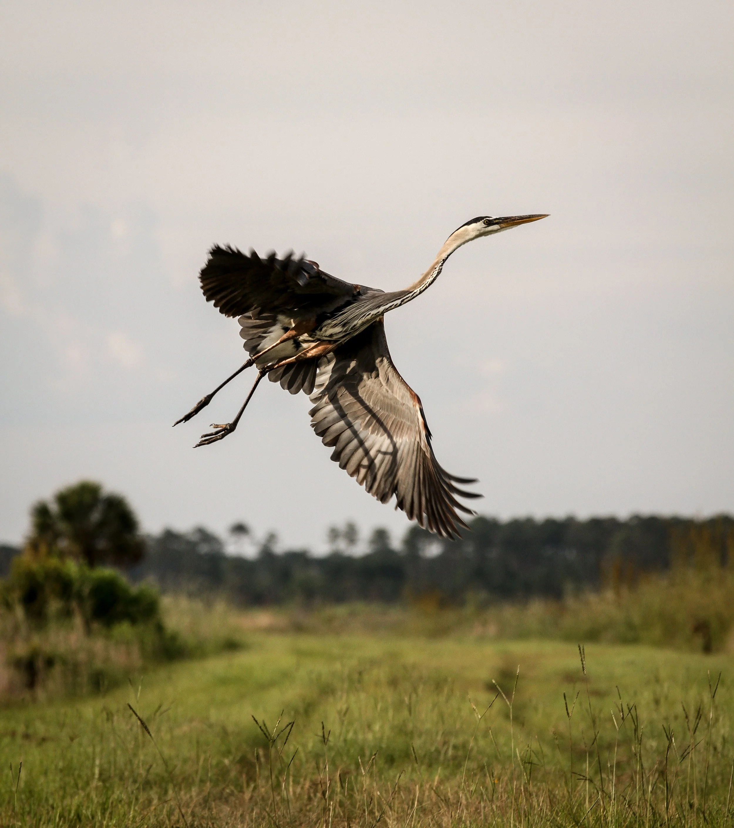 midflight (1 of 1).jpg