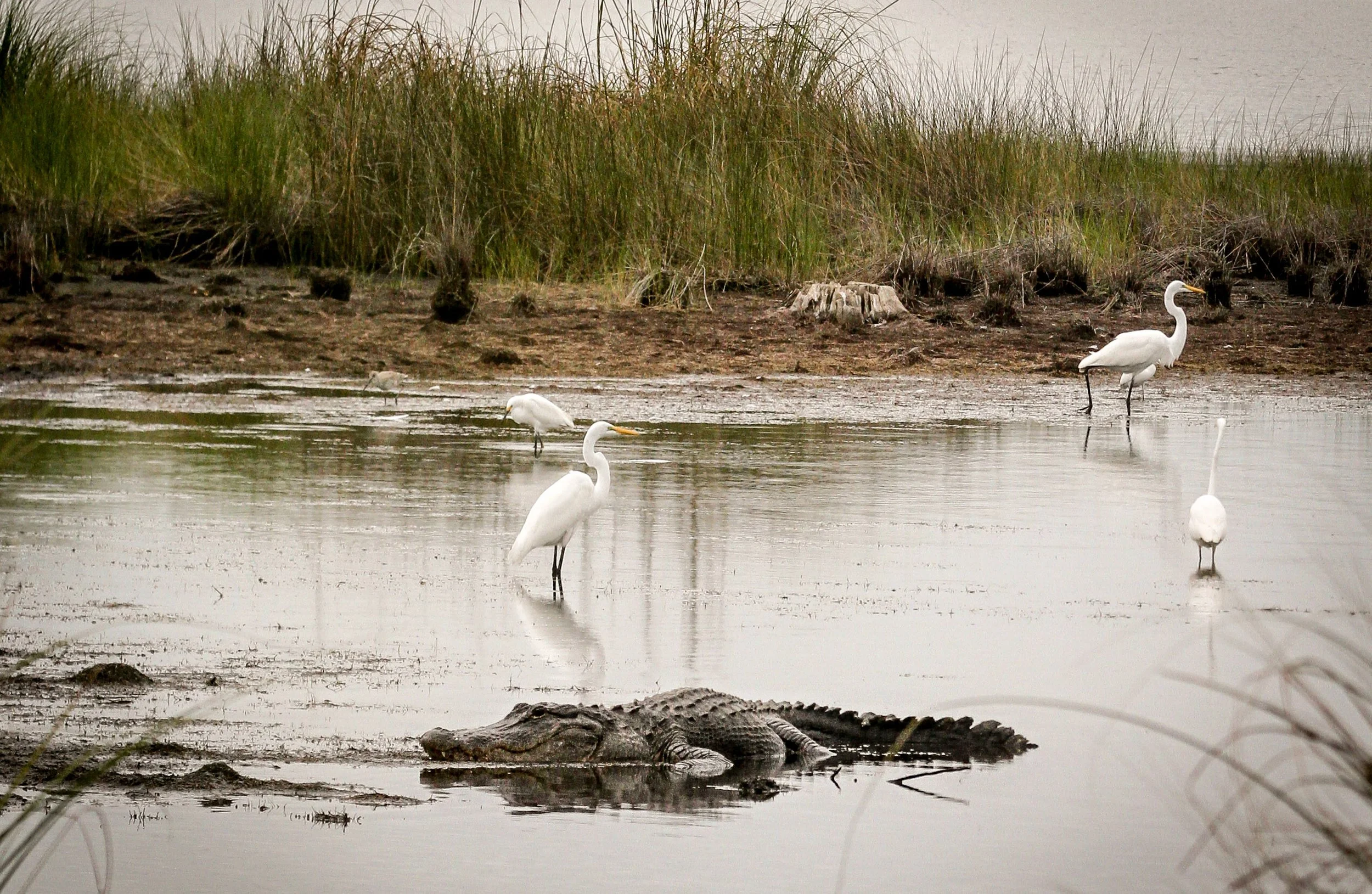 gatorbirds (1 of 1).jpg