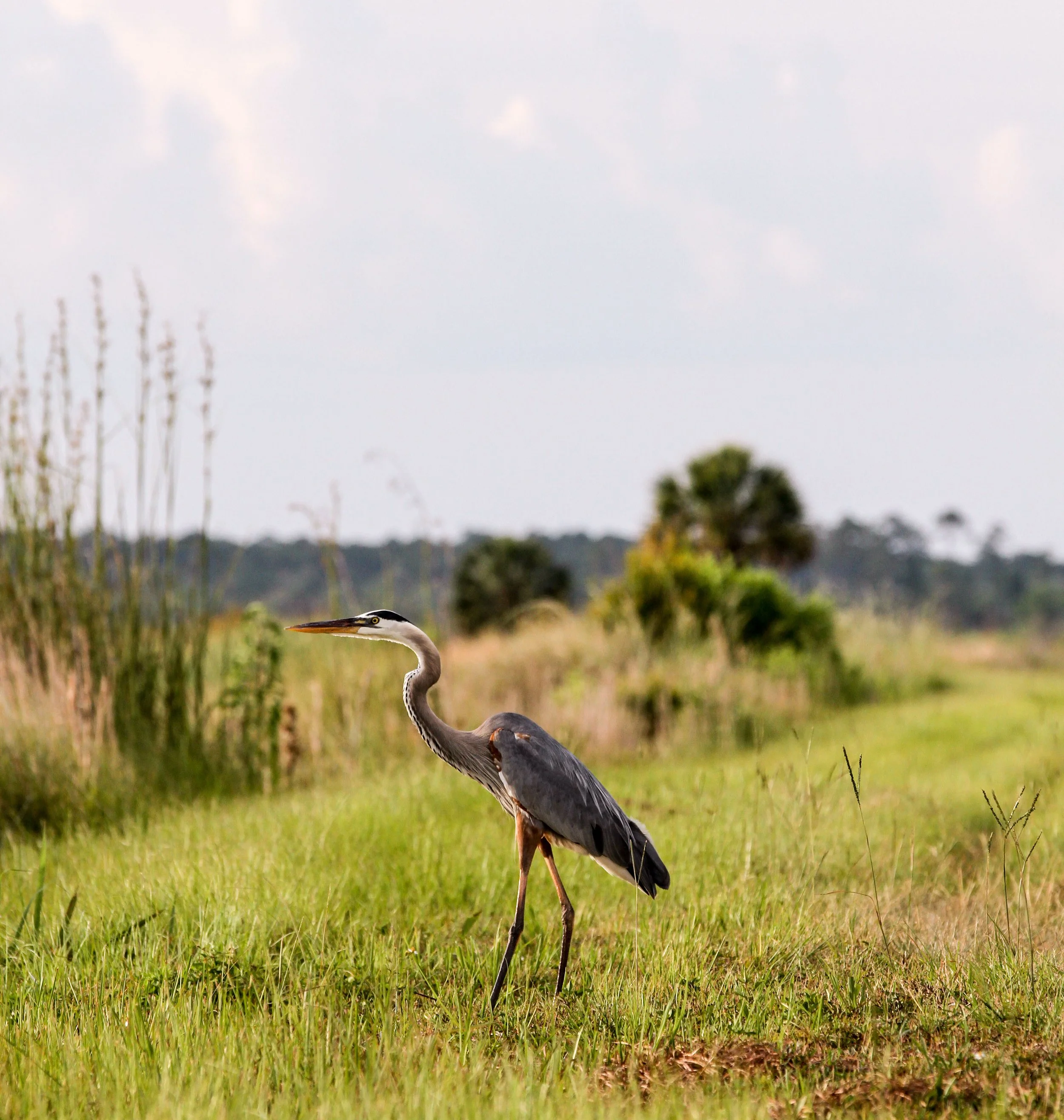 shockbird (1 of 3).JPG