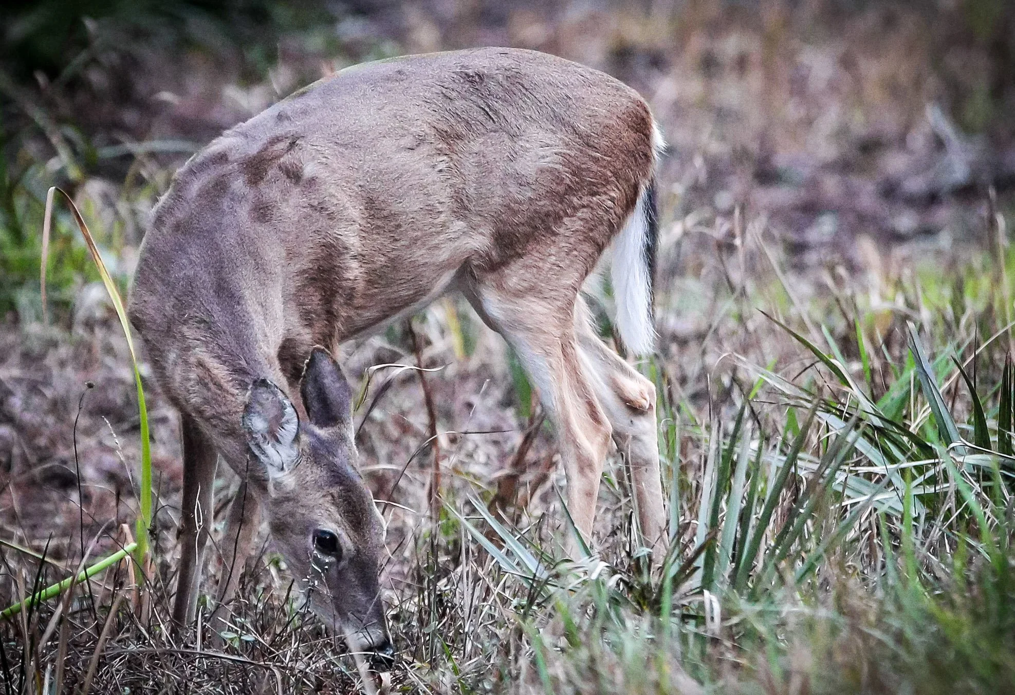 deer (1 of 1)-3-2.jpg