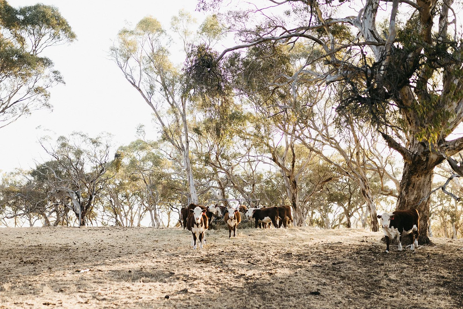 Cattle grazing in a dry, wooded pasture with tall trees and a metal hay feeder in the background.