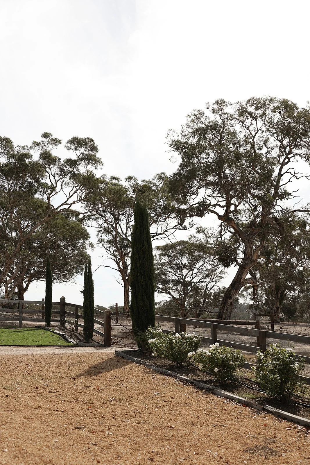 A gravel pathway with white roses along the edge, a wooden fence, tall cypress trees, and large leafy trees in the background under a cloudy sky.