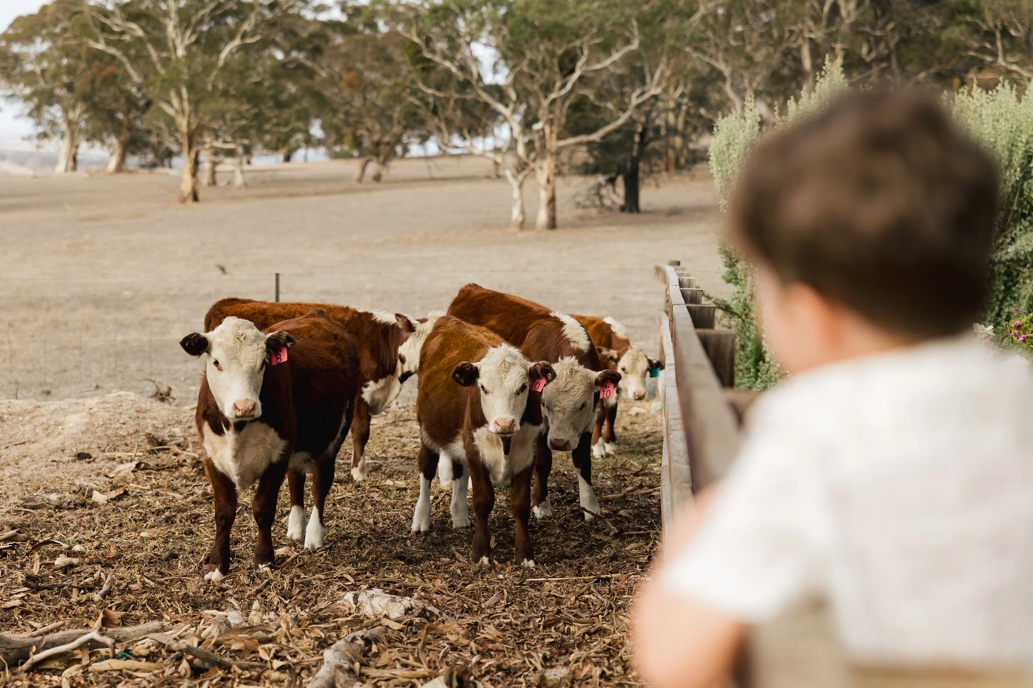 A person is watching a group of young calves near a wooden fence on a farm, with trees in the background and dry ground in the foreground.