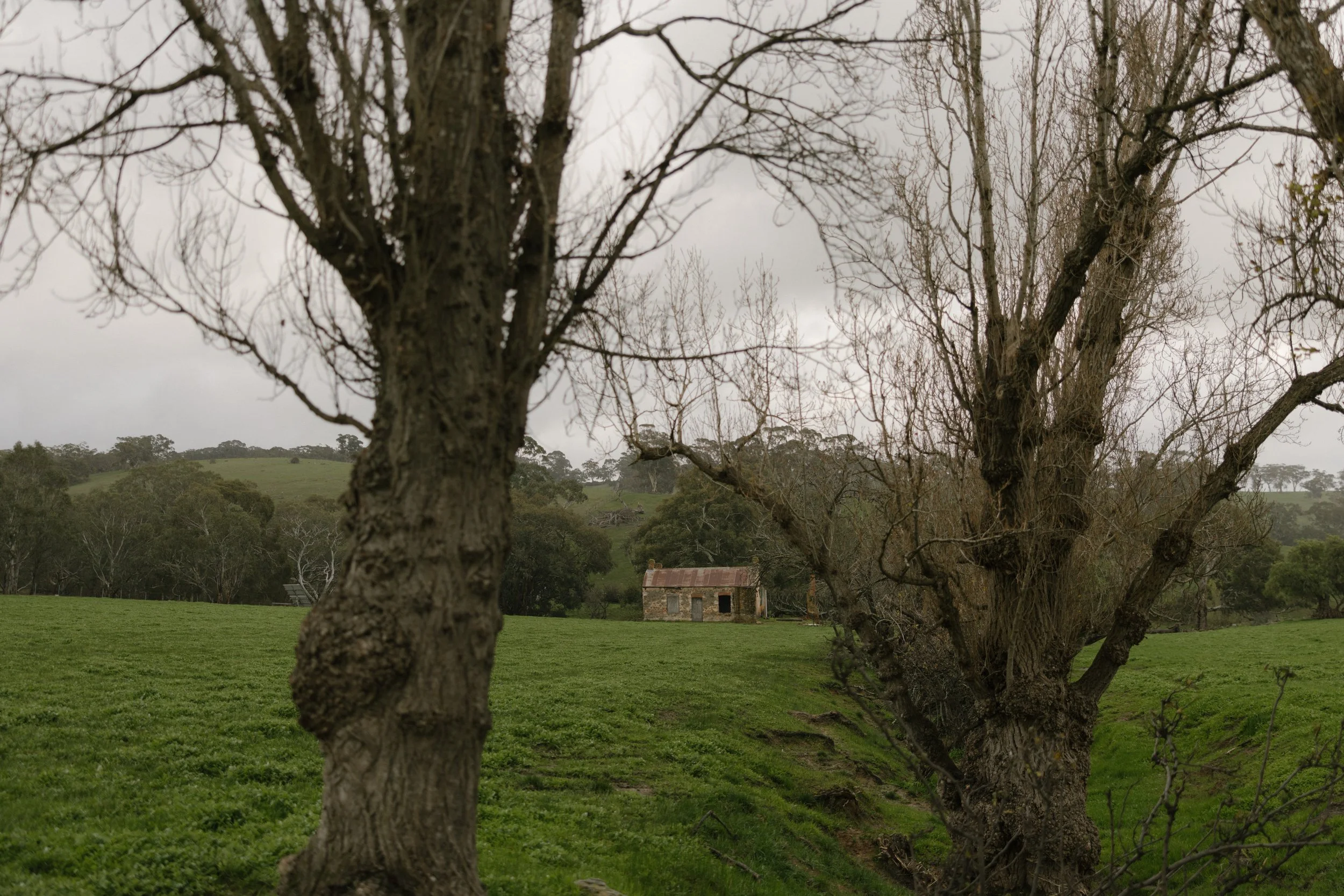 A rural landscape with two leafless trees in the foreground, green grass, a small brick building with a rusty roof in the middle distance, and rolling hills with trees under a cloudy sky.