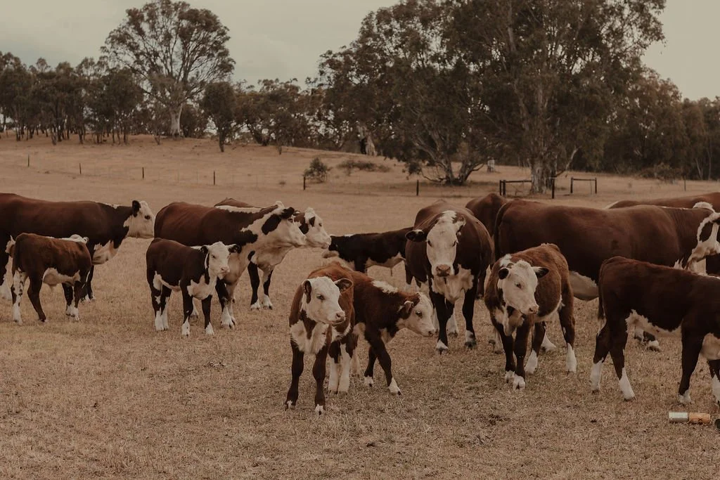 Group of cows and calves grazing in a pasture on a farm with trees in the background.