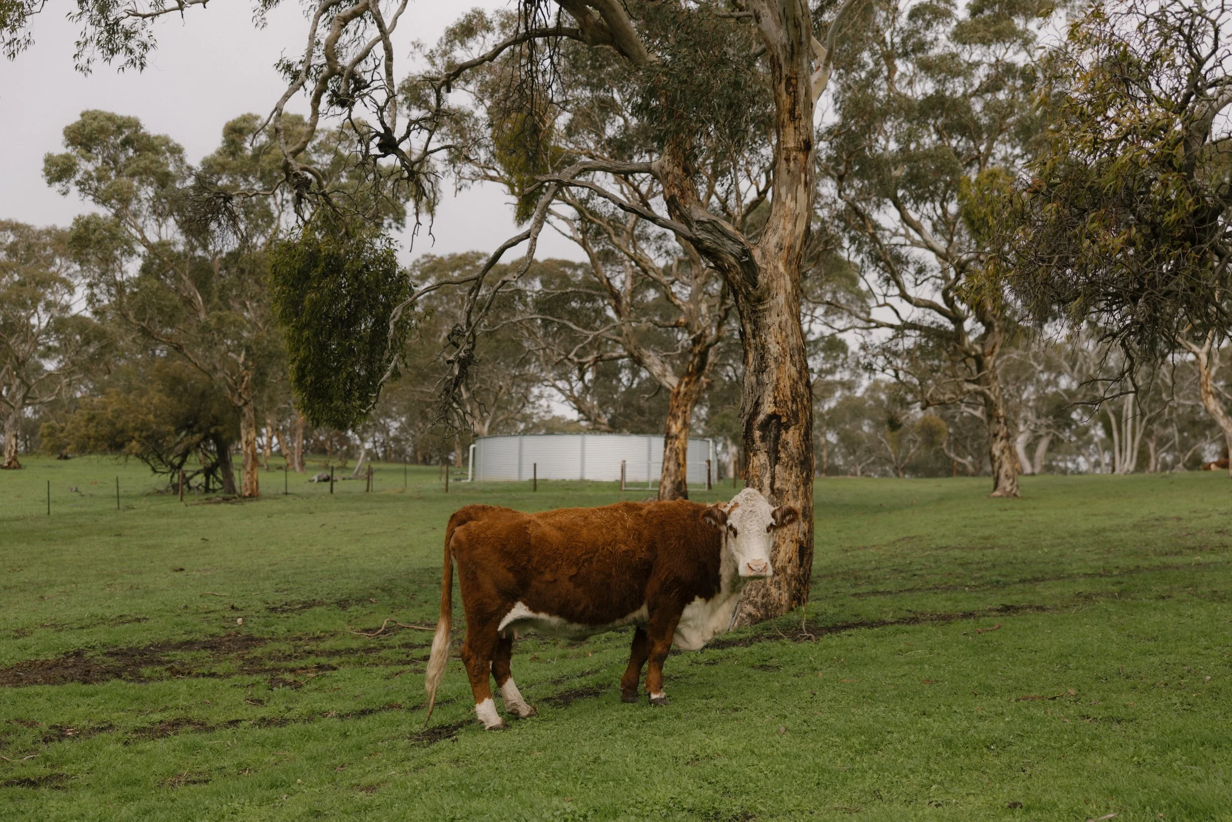 A brown and white cow standing in a grassy field under trees with a metal water tank in the background.