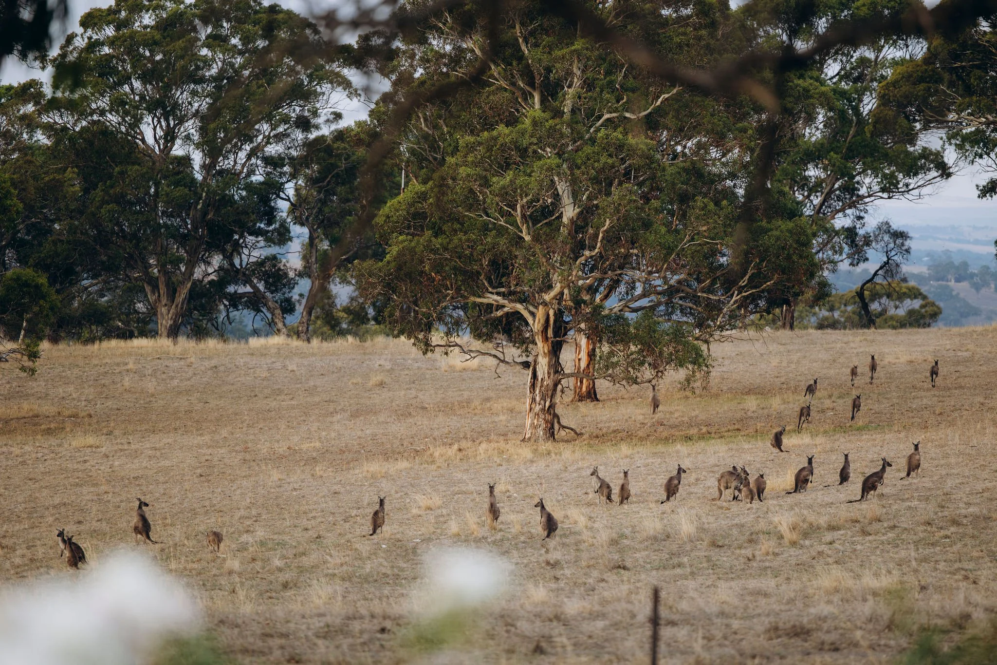 A herd of kangaroos in a dry, grassy landscape with scattered trees and a cloudy sky.