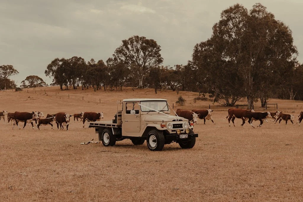 A beige vintage pickup truck parked in an open field with cows grazing in the background, under a cloudy sky and scattered trees.