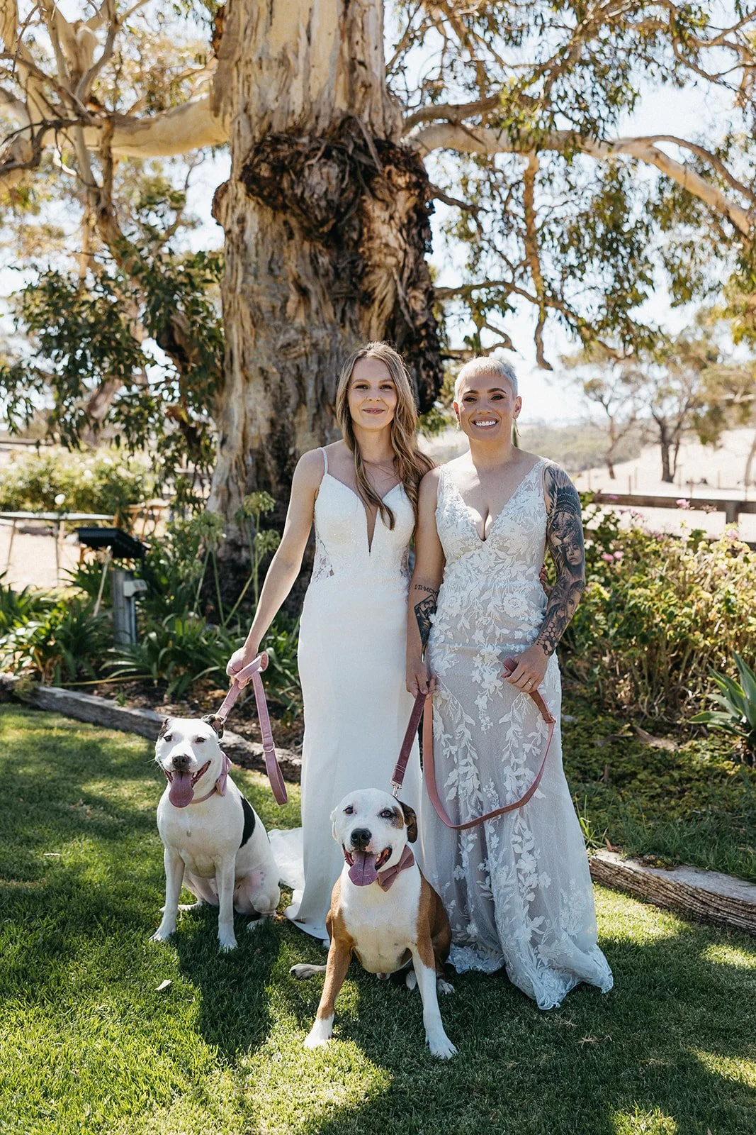 Two women in wedding dresses holding leashes of two dogs in a garden with a large tree in the background.