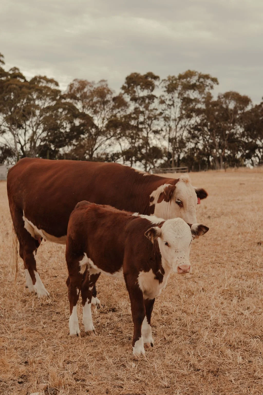 A brown and white cow and a calves standing on dry grass in a pasture with trees in the background under an overcast sky.