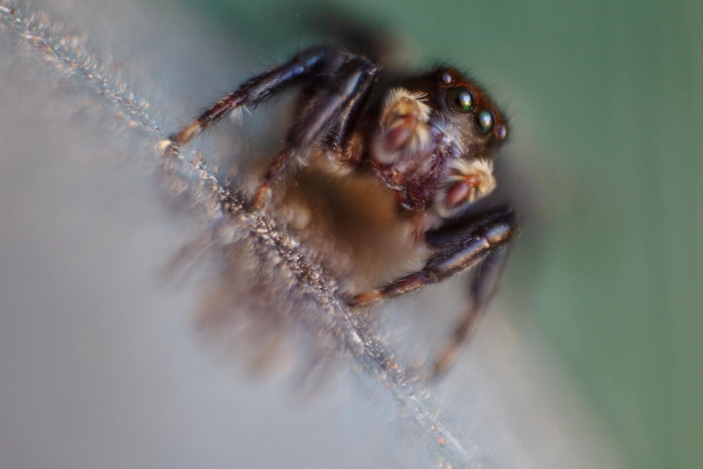 Just a cute little jumping spider