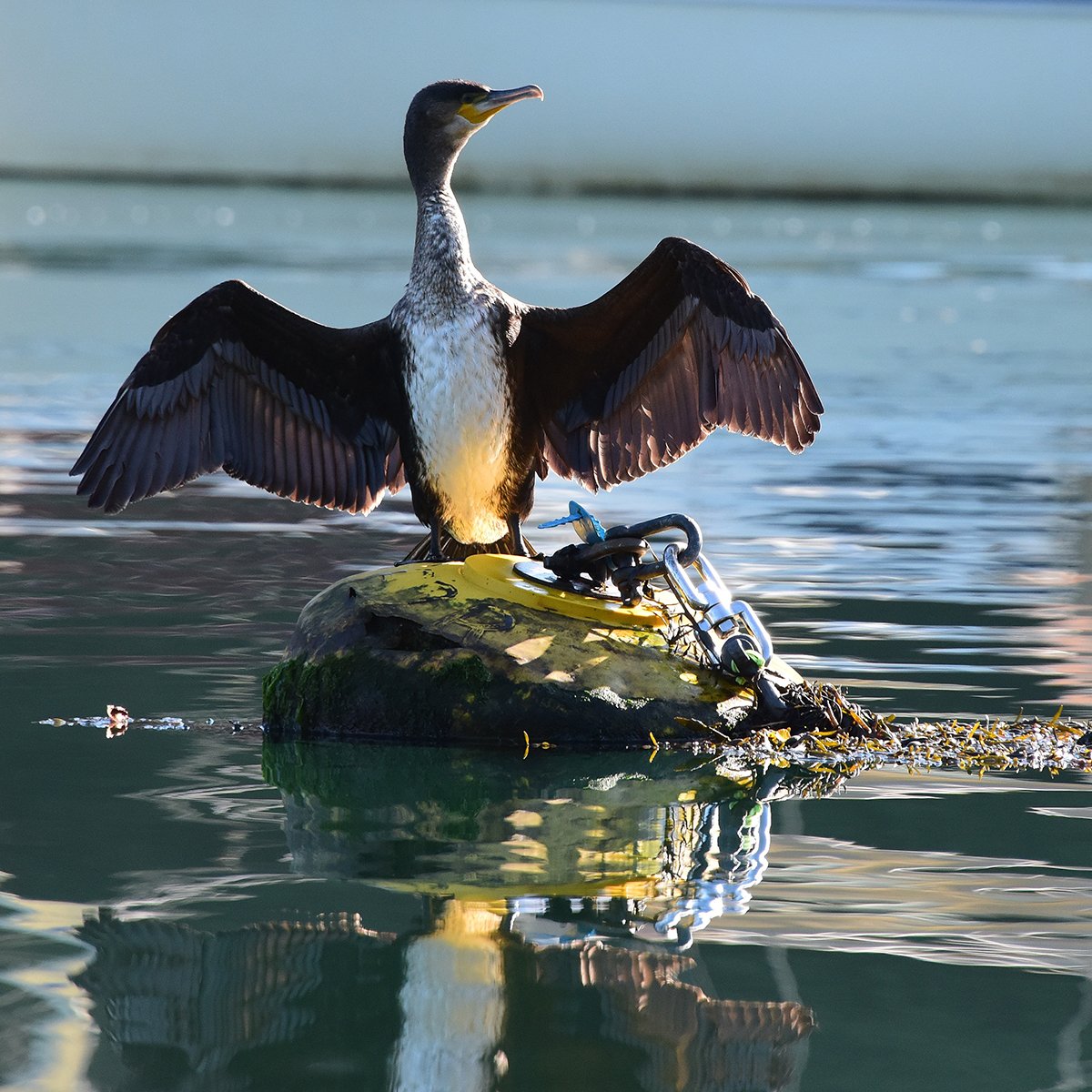 Immature Cormorant 2.jpg