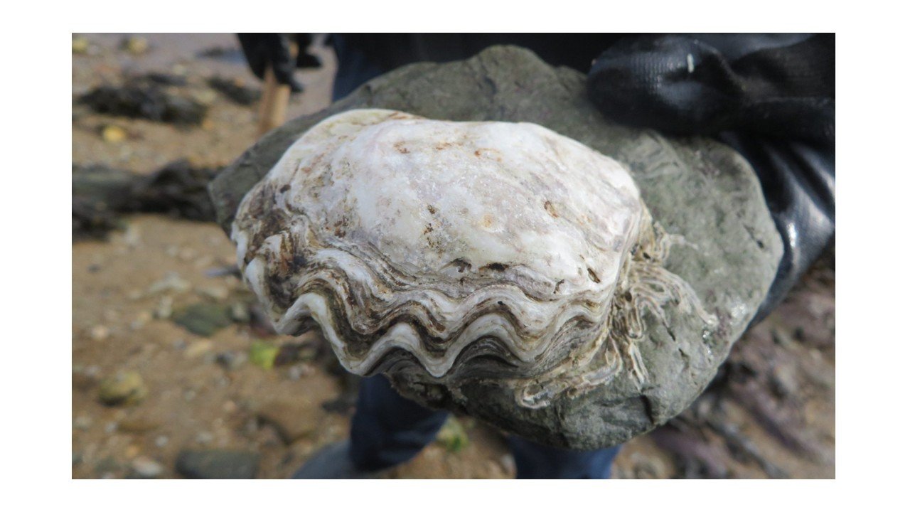 Oyster Bashing