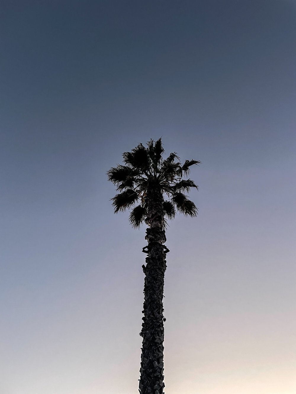 California Coast Palm Tree Sunset Santa Barbara Beach Road Trip
