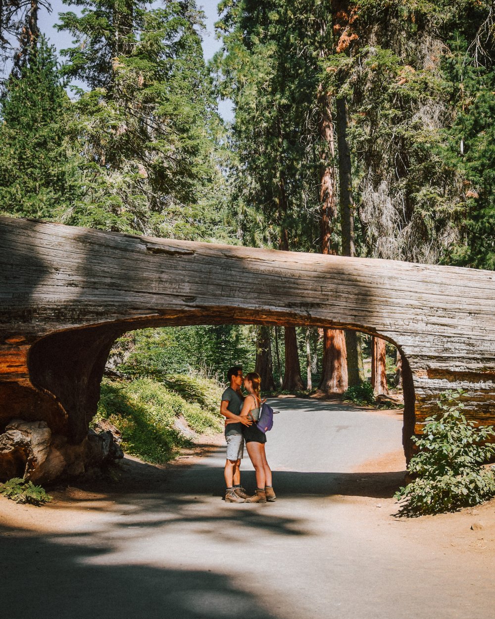 Tunnel Log, Sequoia National Park California Pacific Northwest Road Trip USA
