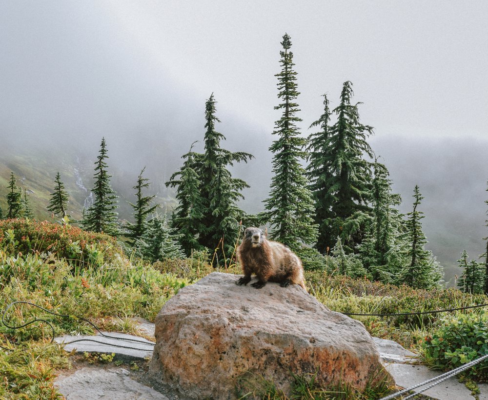Marmot at Mount Rainier National Park Hiking Pacific Northwest, Washington USA Road Trip